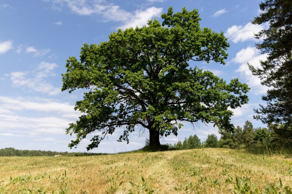 Selling Inherited Land in Culpeper or Orange County Without a Realtor